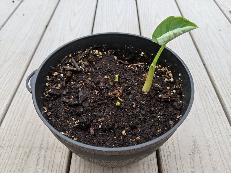 My antifragile plant - Anthony Pica