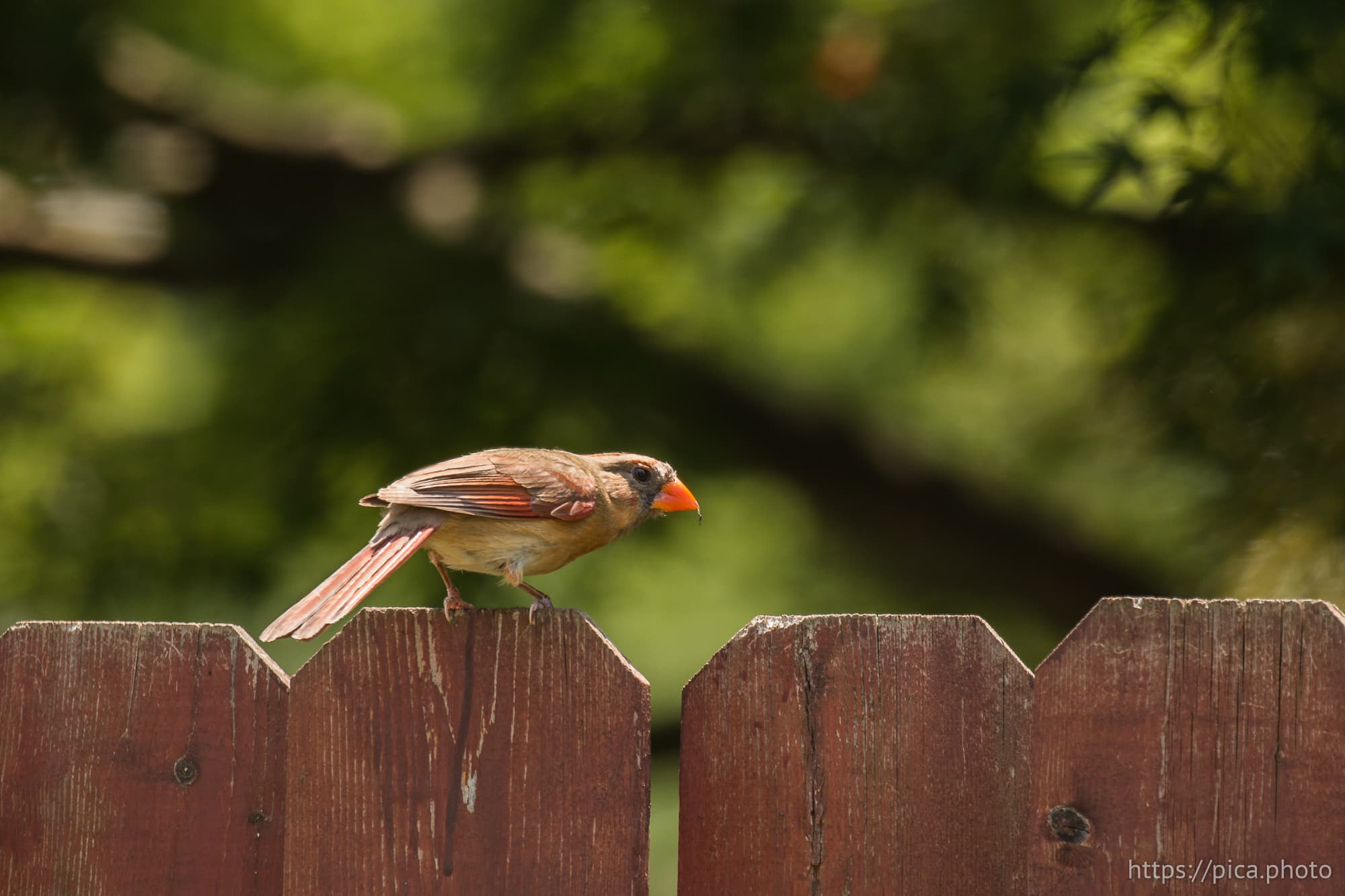 Cardinal on a fence