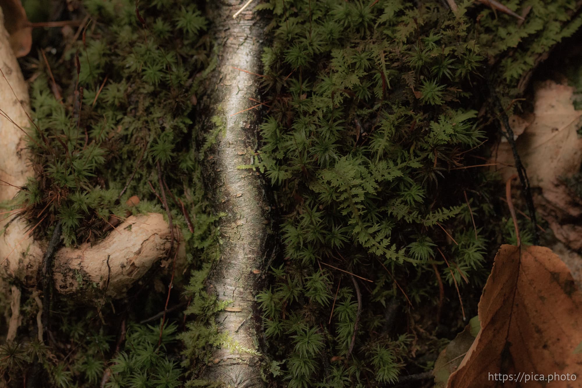 Macro photo of foliage