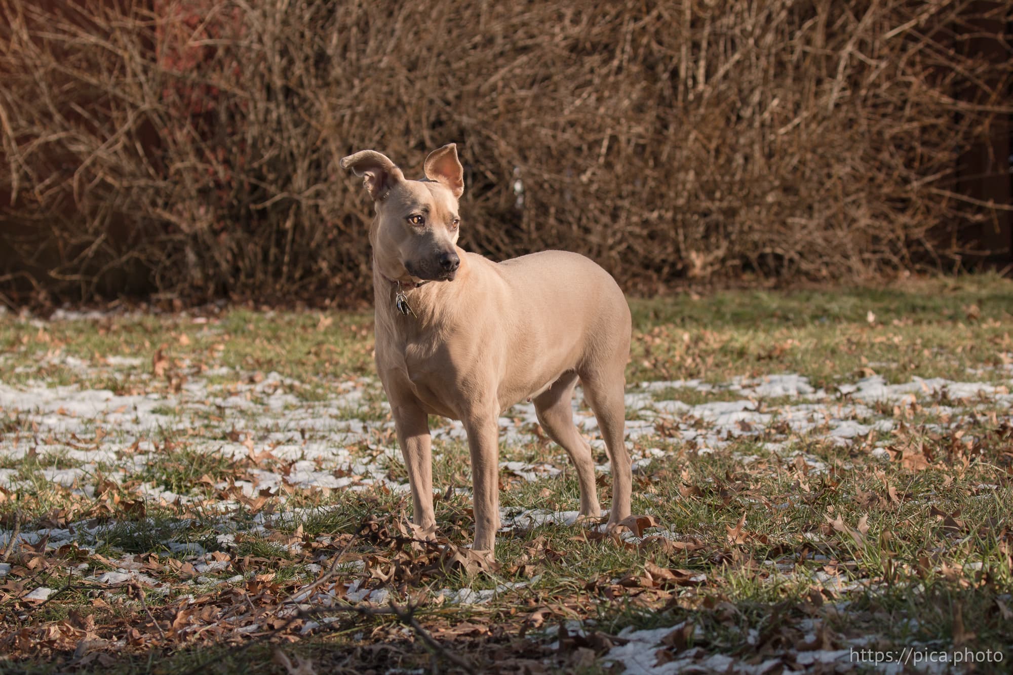 Dog in fall weather with snow
