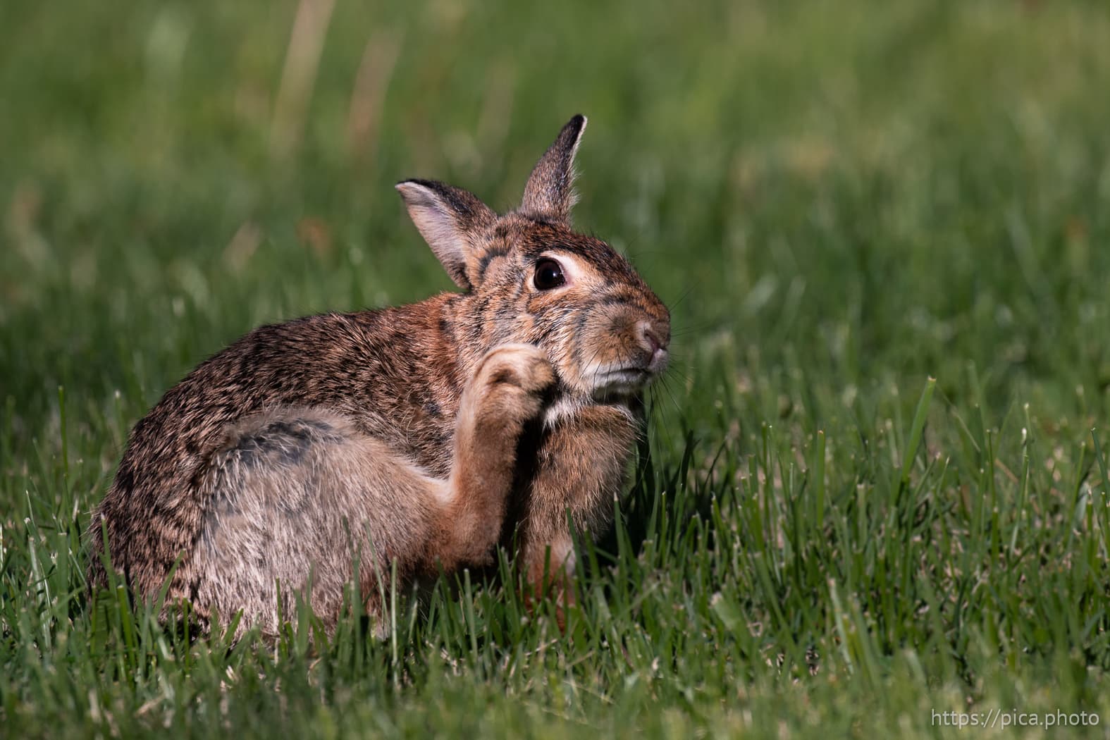Macro photo of foliage