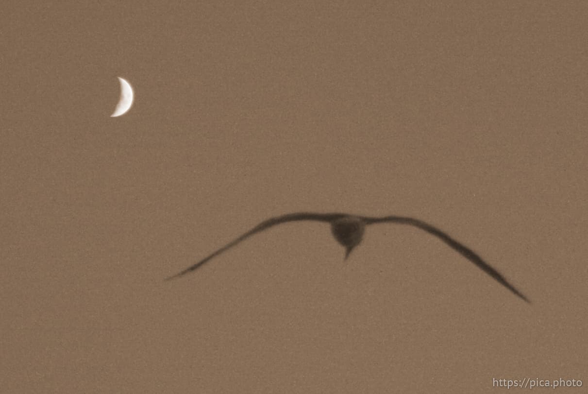Bird and the moon